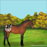 Horse Color:Bay Tobiano Appaloosa 