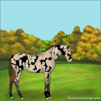 Horse Color:Buckskin Dun Near Leopard 