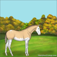 Horse Color:Amber Cream Champagne Sabino Splash Appaloosa 