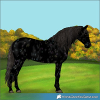 Horse Color:Void Midnight Smoky Black Ice Near Leopard 