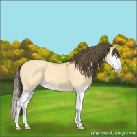 Horse Color:Amber Cream Champagne Dun Sabino Splash 