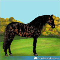 Horse Color:Void Brown Tobiano Near Leopard 