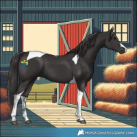Horse Color:Smoky Black Tobiano 