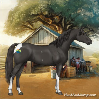 Horse Color:Smoky Black Tobiano 