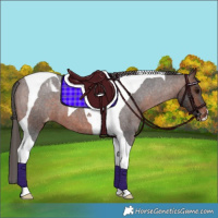 Horse Color:Brown Roan Tobiano Appaloosa 