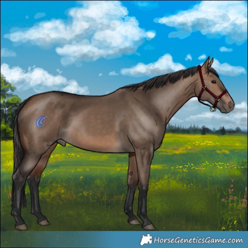 Horse Color:Bay Dun 