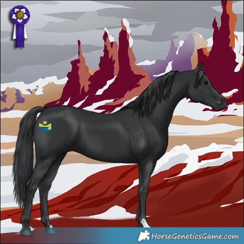 Horse Color:Black 