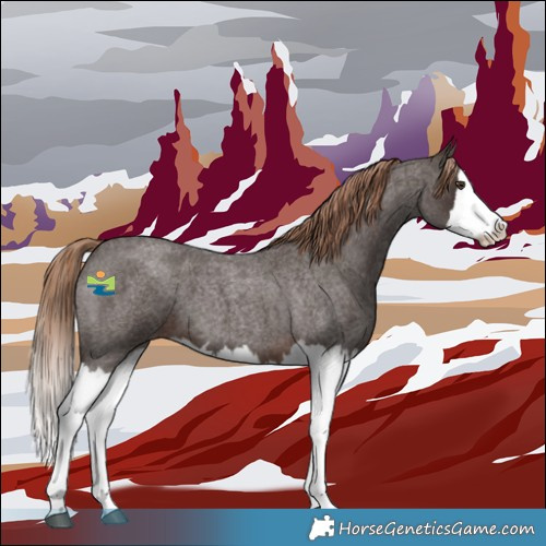 Horse Color:Liver Red Roan Splash 