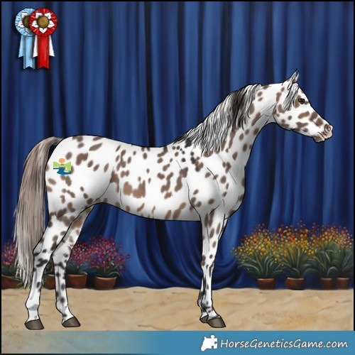 Horse Color:Brown Dun Appaloosa 