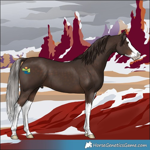 Horse Color:Liver Chestnut Splash 