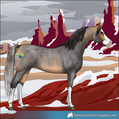 Horse Color:Buckskin Roan Splash 