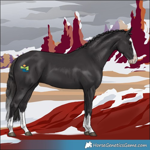 Horse Color:Smoky Black Splash 
