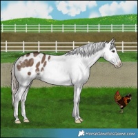Horse Color:Liver Red Dun Appaloosa Brindle
