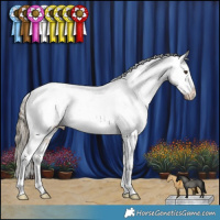 Horse Color:Liver Red Dun Appaloosa Brindle 