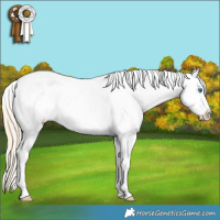 Horse Color:Palomino Ice Dun Splash Tobiano Blanket Rabicano 