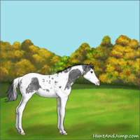 Horse Color:Black Ice Splash Tobiano Appaloosa Rabicano 