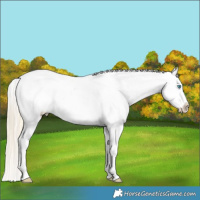 Horse Color:Palomino Roan Splash Appaloosa Rabicano