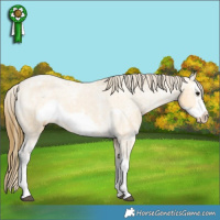 Horse Color:Buckskin Ice Sabino Splash Frame Varnish Rabicano 