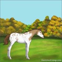 Horse Color:Classic Cream Champagne Sabino Splash Frame Appaloosa Rabicano 