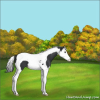 Horse Color:Black Sabino Splash Tobiano Appaloosa 