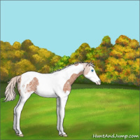 Horse Color:Silver Bay Ice Roan Splash Tobiano Appaloosa Rabicano 