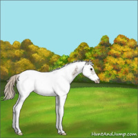 Horse Color:Silver Smoky Blue Ice Roan Splash Tobiano Frame Snowcap Rabicano 