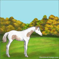 Horse Color:Chestnut Ice Sabino Splash Tobiano Varnish Rabicano 