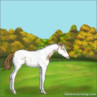 Horse Color:White Spotted Classic Cream Champagne Splash Tobiano Frame Appaloosa Rabicano 