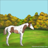 Horse Color:Chestnut Splash Tobiano Rabicano