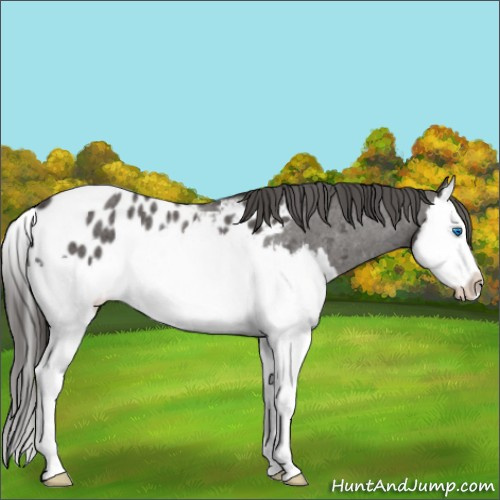 Horse Color:Liver Red Roan Sabino Splash Appaloosa Rabicano 