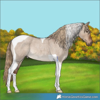 Horse Color:Liver Red Dun Roan Tobiano