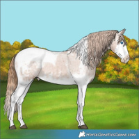 Horse Color:Chestnut Ice Sabino Splash Tobiano Appaloosa Rabicano