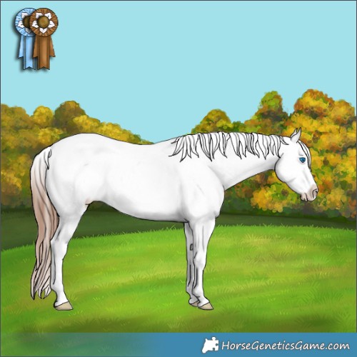 Horse Color:Chestnut Ice Splash Tobiano Appaloosa Rabicano 