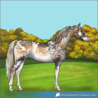 Horse Color:White Spotted Chocolate Palomino Ice Onyx Mushroom Rabicano 