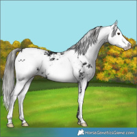 Horse Color:Liver Chestnut Mushroom Sabino 