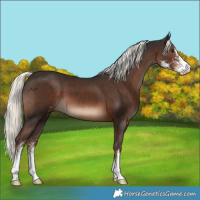 Horse Color:Liver Chestnut Mushroom Sabino 