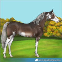 Horse Color:Liver Chestnut Mushroom Sabino 