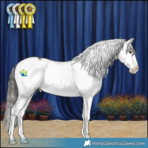 Horse Color:Liver Red Dun Sabino Splash Tobiano Appaloosa 