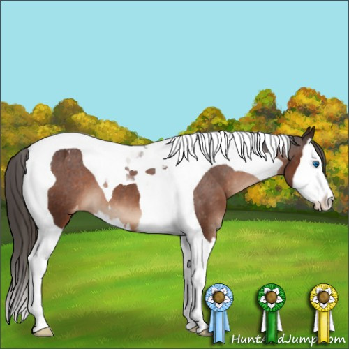 Horse Color:Liver Chestnut Sabino Splash Tobiano Appaloosa 