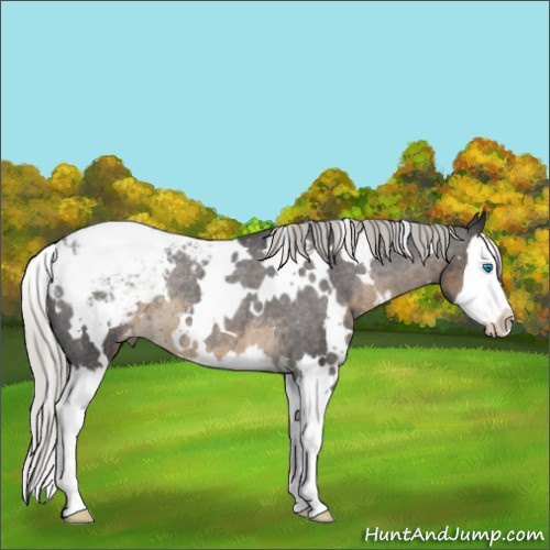 Horse Color:White Spotted Silver Smoky Black Sabino Splash Appaloosa Rabicano 