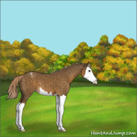 Horse Color:Chocolate Palomino Sabino Splash Varnish