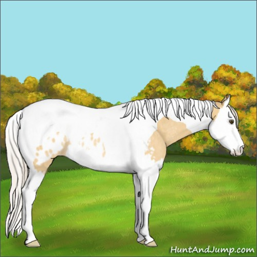 Horse Color:Silver Buckskin Dun Splash Tobiano Appaloosa Rabicano 