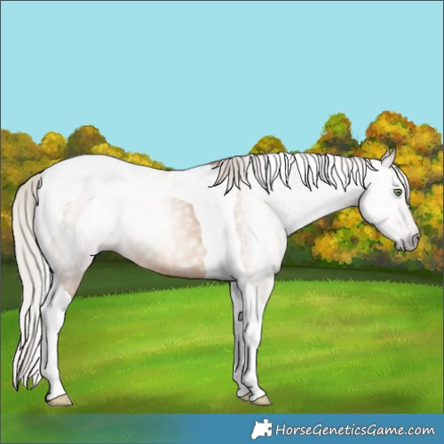 Horse Color:Gray Silver Amber Champagne Tobiano 
