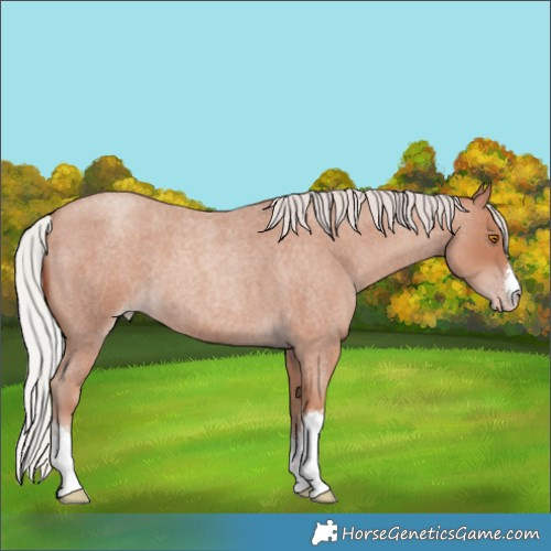 Horse Color:White Spotted Silver Classic Champagne Roan 
