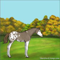 Horse Color:Smoky Grullo Sabino Splash Appaloosa Rabicano