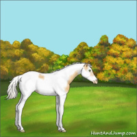 Horse Color:Gold Cream Champagne Sabino Splash Tobiano Frame Varnish Rabicano 