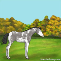 Horse Color:Grullo Ice Splash Tobiano Varnish Rabicano