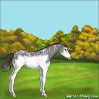Horse Color:Smoky Blue Ice Roan Sabino Splash Frame Varnish Rabicano 