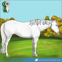 Horse Color:Silver Sable Champagne Dun Splash Tobiano Appaloosa  and Silver Classic Cream Champagne Dun Splash Tobiano Frame Appaloosa 