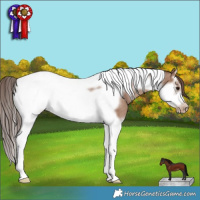 Horse Color:Classic Champagne Splash Tobiano Frame Appaloosa Rabicano